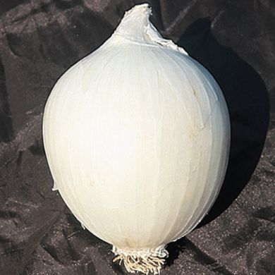 ONION - BIANCA GIGANTE D'INGEGNOLI - tape seeds