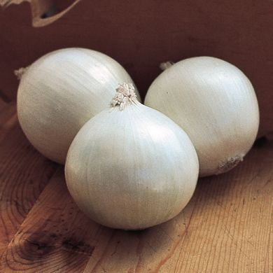 ONION BEST OF WHITES