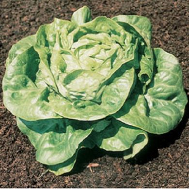 BUTTERHEAD LETTUCE -WHITE BOSTON - (Bionda d'Ingegnoli)