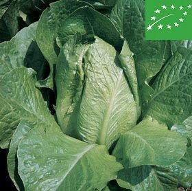 ROMAINE LETTUCE  -BIONDA DEGLI ORTOLANI- organic