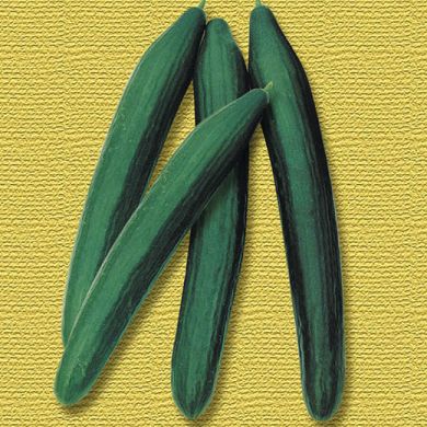 CUCUMBER  HYBRID F1 -SALADIN-