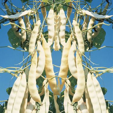 FAGIOLO RAMPICANTE MANGIATUTTO - MERAVIGLIA DI VENEZIA A GRANO BIANCO -
