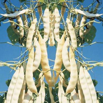 FAGIOLO RAMPICANTE MANGIATUTTO - MERAVIGLIA DI VENEZIA A GRANO BIANCO -