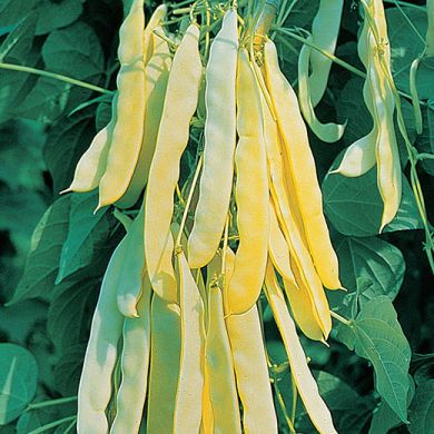 POLE BEAN - MARENGO-  