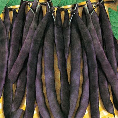 FAGIOLO RAMPICANTE MANGIATUTTO - A COSSE VIOLETTE -