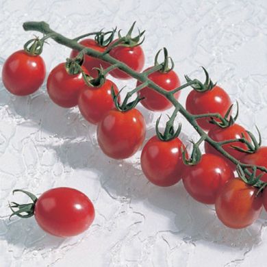 TOMATO HYBRID F1-APERO-