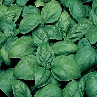 BASIL - GECOM - 