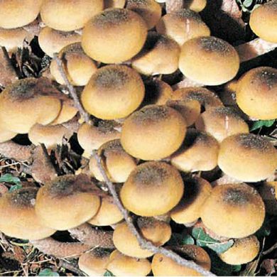 FUNGO ARMILLARIA MELLEA (CHIODINO)