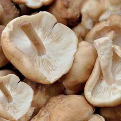 MUSHROOM LENTINULA EDODES (Fungo Shii-take)