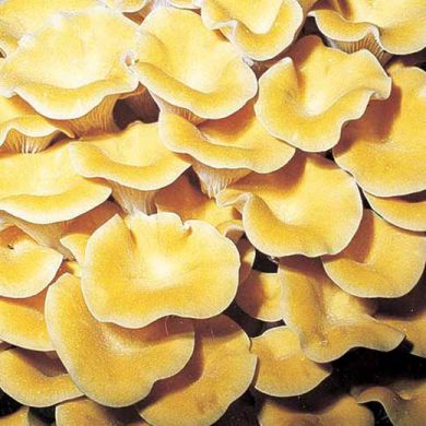 FUNGO PLEUROTUS CORNUCOPIAE (fungo d'oro)