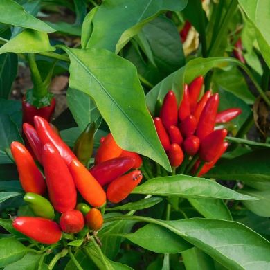 HOT PEPPER  -DIAVOLICCHIO CALABRESE- NEW SELECTION