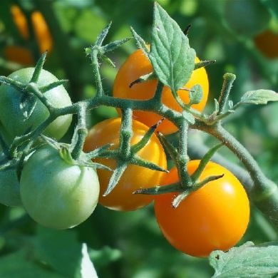 TOMATO HY F1 - SUNGOLD -