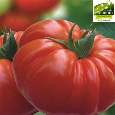 TOMATO HY F1 - GOURMANDIA 