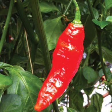 Hot Pepper Naga Morich 
