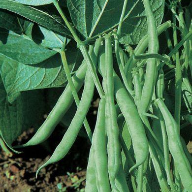 BUSH BEAN PROCESSOR - ( EX SUPERPRESTO D'INGEGNOLI )