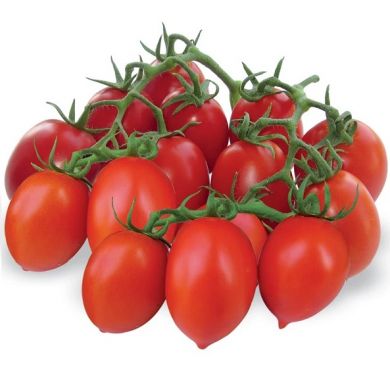 TOMATO HY F1 PENDOLINO