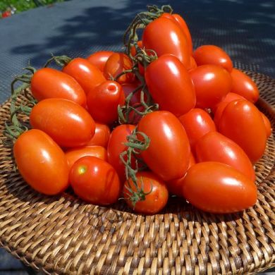 TOMATO HYBRID F1 - ROMANITA -