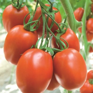 TOMATO HYBRID F1 -ATYLIADE-