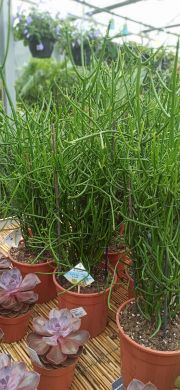 Euphorbia tirucalli - consegna SOLO su Milano