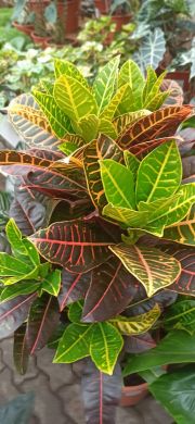 Croton 'Petra' - consegna SOLO su Milano