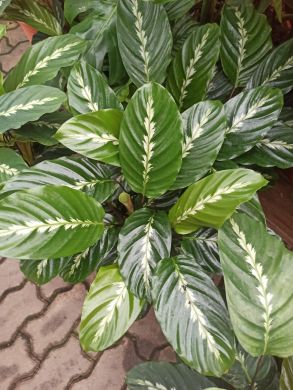 Calathea louisae - consegna SOLO su Milano