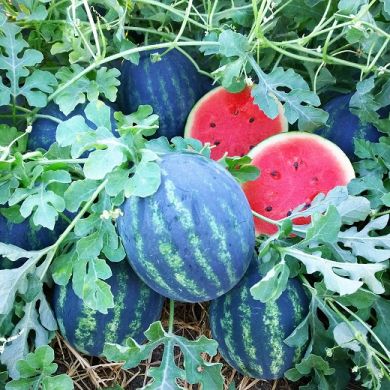 WATERMELON  HYBRID F1 - PICCOLINA (LITTLE ONE) -