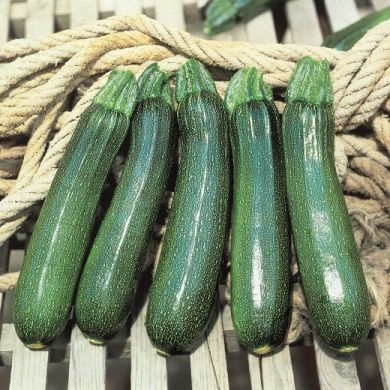 ZUCCHINO HYBRID F1 - TARMINO-