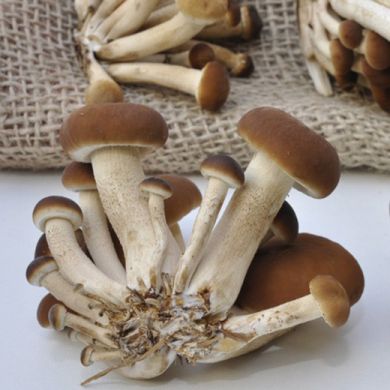 MUSHROOM AGROCYBE PHOLIOTA AEGERITA(pioppino o piopparello)