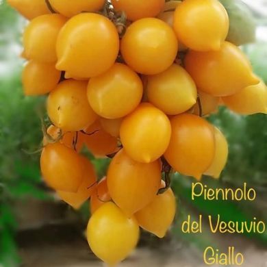 TOMATO PIENNOLO GIALLO