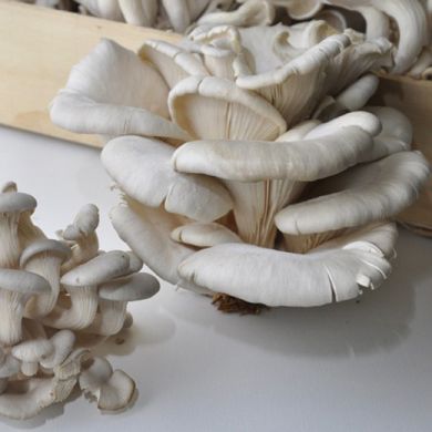 MUSHROOM  PLEUROTUS OSTREATUS