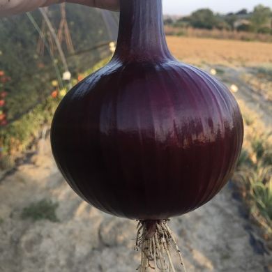 bulbo di grossa cipolla rossa su sfondo agricolo