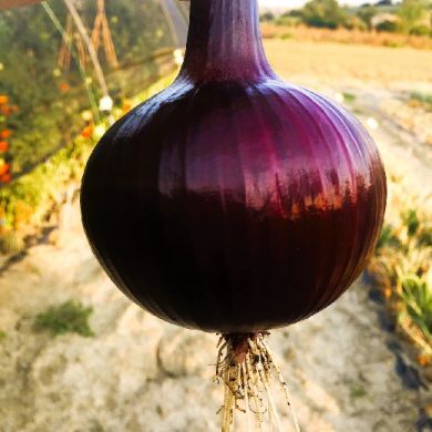 bulbo di grossa cipolla rossa su sfondo agricolo