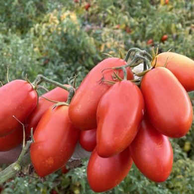 pomodori allungati rossi su sfondo verde