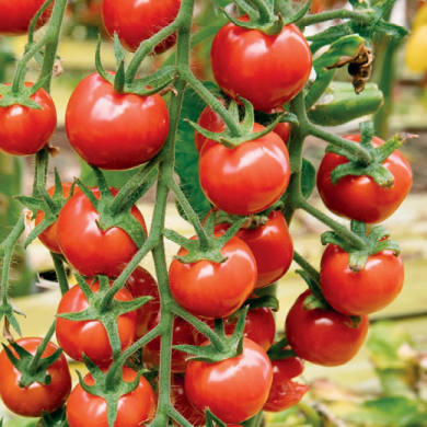 pomodorino bonbonyto ingegnoli