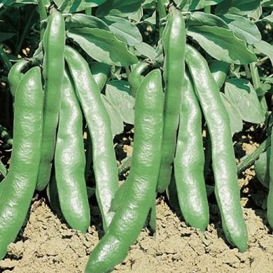 FAVA - EXTRA PRECOCE A GRANO VIOLETTO -