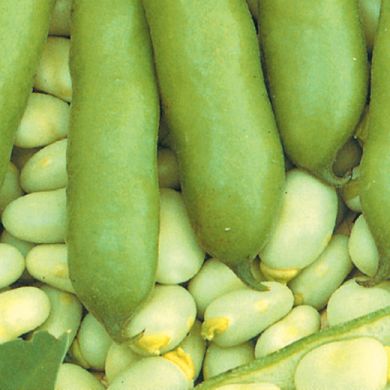 BROAD BEAN -  EXTRA PRECOCE A GRANO BIANCO  -