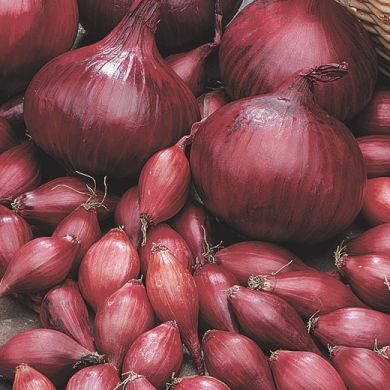 ONION RED in bulbs 
