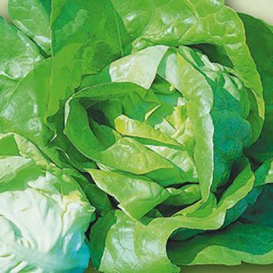 LETTUCE BELLINO - IN PILLS UNISEM (one seed/pill)