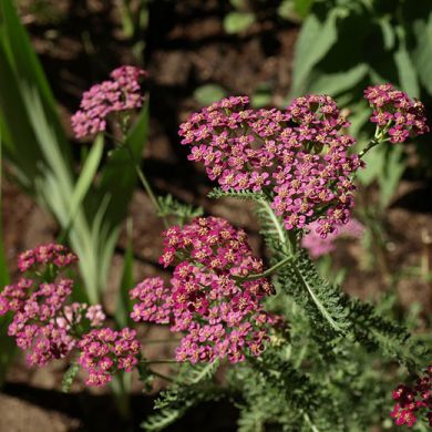 ACHILLEA -MILLEFOLIUM PINK-