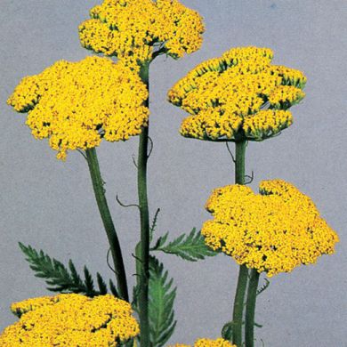 ACHILLEA -FILIPENDULINA GIALLA-