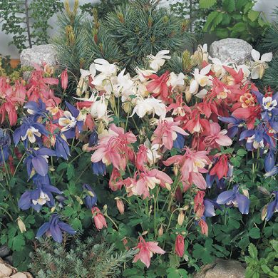 AQUILEGIA HYBRID F1 -Crown Spring Magic-