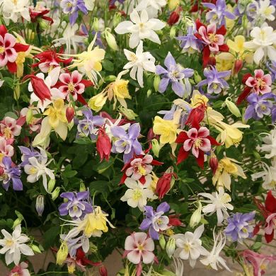 miscuglio di fiori di aquilegia bianchi, viola, rossi e gialli