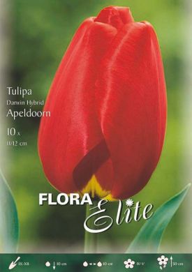 TULIPANO DARWIN IBRIDO -APELDOORN-