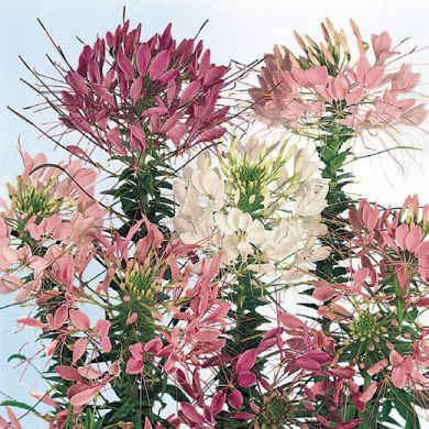 CLEOME  SPINOSA MIX  