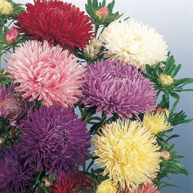 ASTER -PERFEZIONE D'INGEGNOLI -MIXED