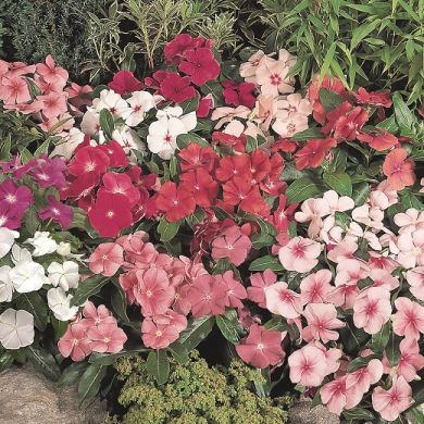 VINCA ROSEA MIX