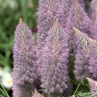 PTILOTUS EXALTATUS "JOEY"