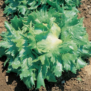 BUTTERHEAD LETTUCE - REGINA DEI GHIACCI - tape seeds