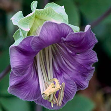 COBAEA SCANDENS BLU-VIOLETTA