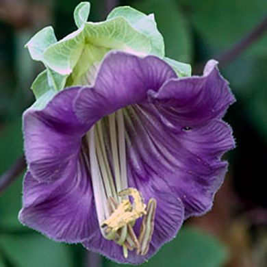 COBAEA SCANDENS BLUE-VIOLET